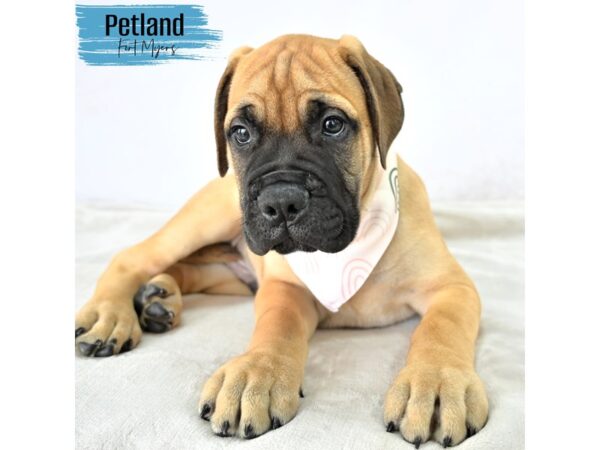 Bullmastiff--Male---Petland Fort Myers, Florida