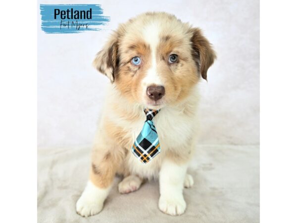 Miniature American Shepherd--Male---Petland Fort Myers, Florida