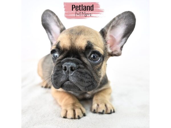 French Bulldog--Female---Petland Fort Myers, Florida