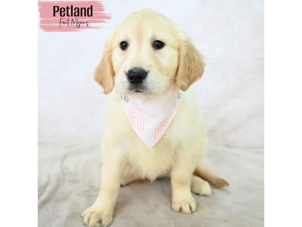 Golden Retriever--Female---Petland Fort Myers, Florida