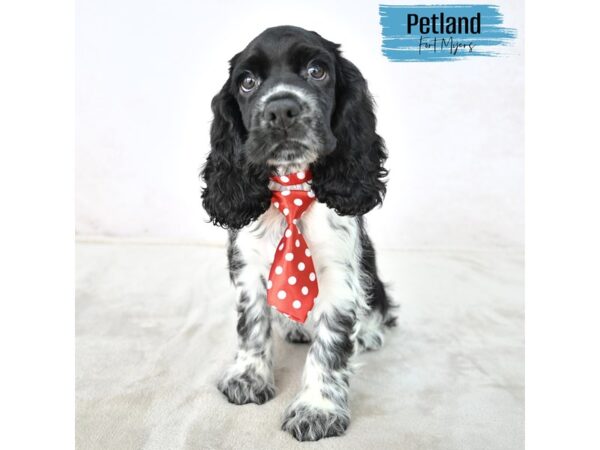 Cocker Spaniel--Male---Petland Fort Myers, Florida