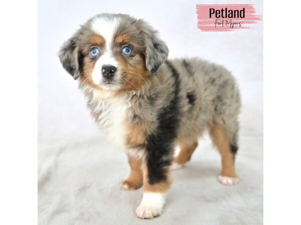 Toy Australian Shepherd--Female---Petland Fort Myers, Florida