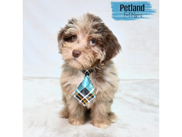 Toy Aussie Poo--Male---Petland Fort Myers, Florida