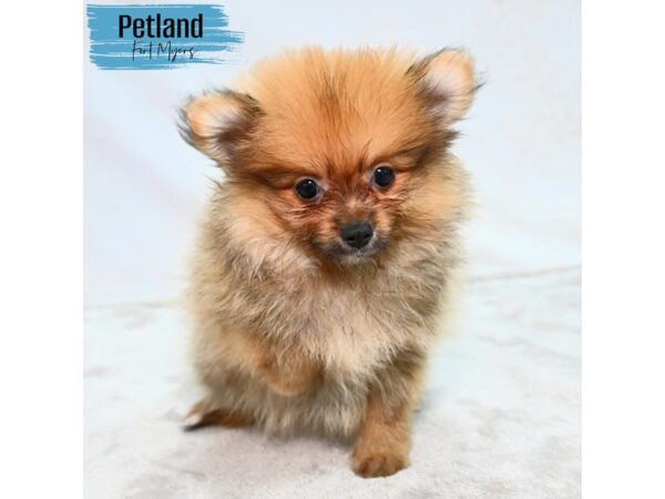 Pomeranian--Male---Petland Fort Myers, Florida