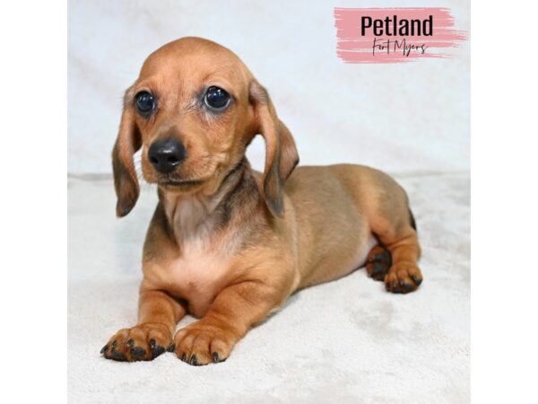 Dachshund--Female---Petland Fort Myers, Florida