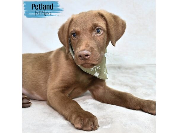 Chesapeake Bay Retriever--Male---Petland Fort Myers, Florida