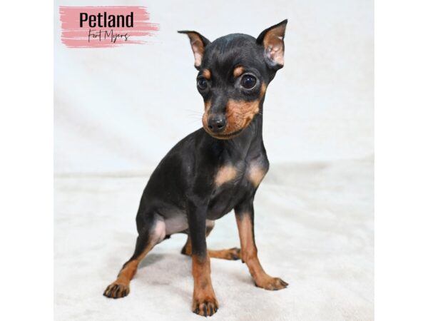Miniature Pinscher--Female---Petland Fort Myers, Florida