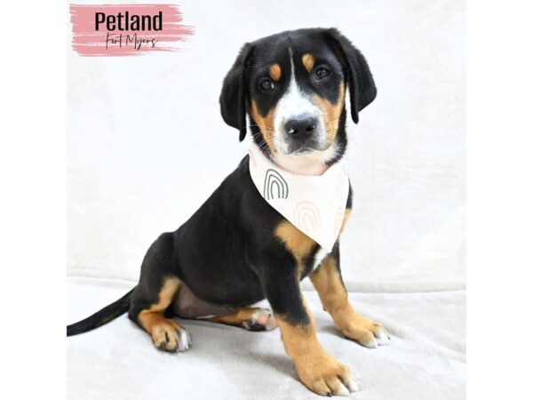 Greater Swiss Mountain Dog--Female---Petland Fort Myers, Florida
