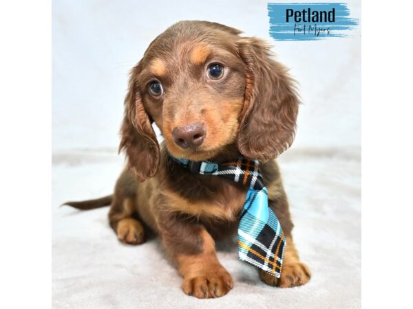 Dachshund--Male---Petland Fort Myers, Florida