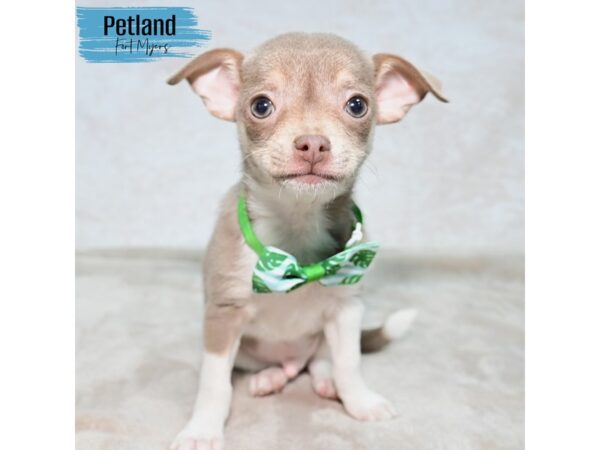 Chihuahua--Male---Petland Fort Myers, Florida