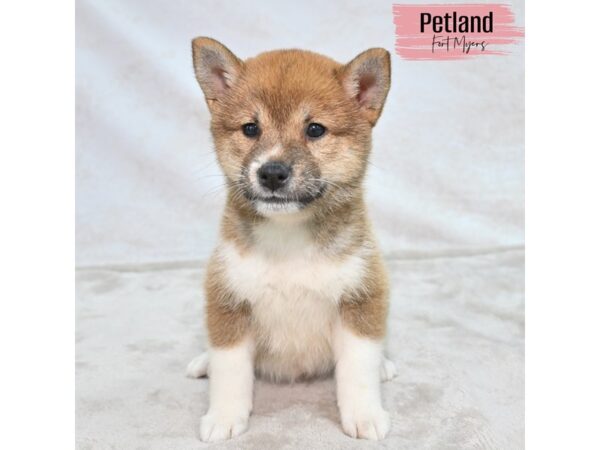 Shiba Inu--Female---Petland Fort Myers, Florida