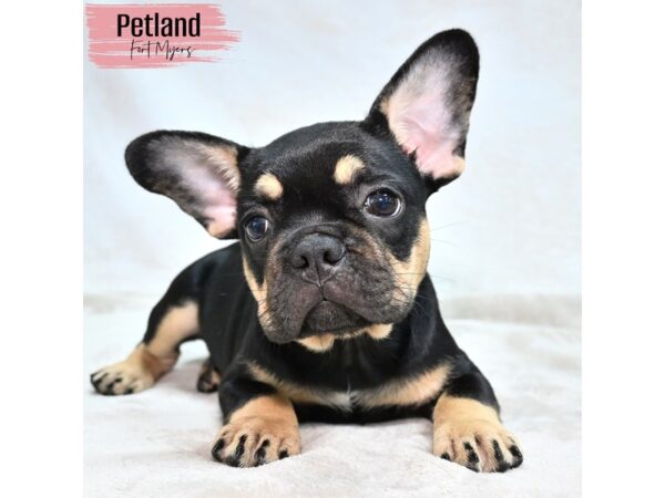 French Bulldog--Female---Petland Fort Myers, Florida