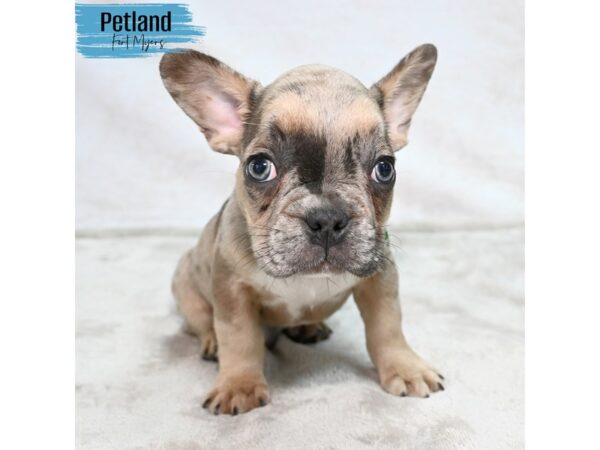 French Bulldog--Male---Petland Fort Myers, Florida