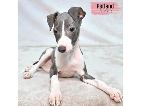 Italian Greyhound--Female---Petland Fort Myers, Florida