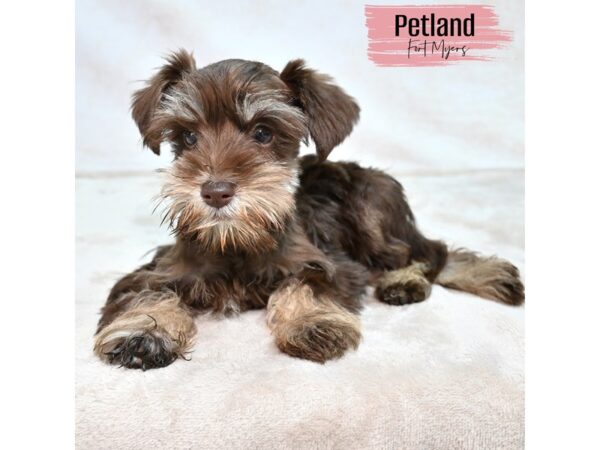 Miniature Schnauzer--Female---Petland Fort Myers, Florida
