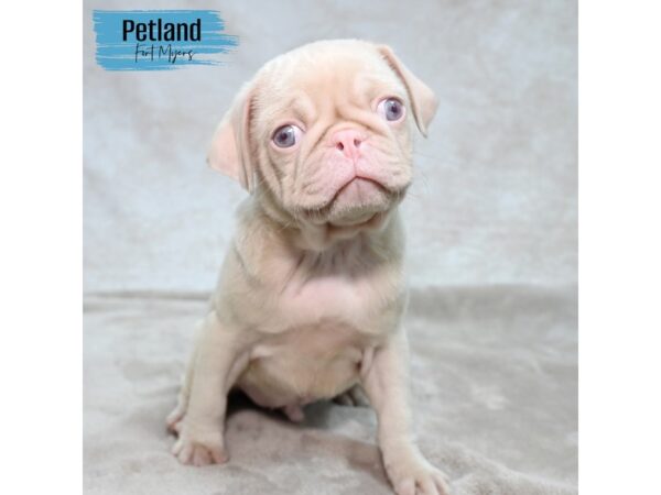 Pug--Male---Petland Fort Myers, Florida