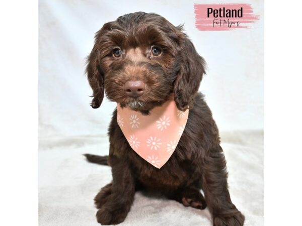 Goldendoodle Mini 2nd Gen--Female---Petland Fort Myers, Florida