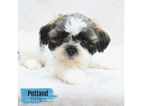Shih Tzu--Male---Petland Fort Myers, Florida