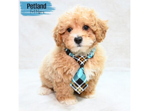 Poodle--Male---Petland Fort Myers, Florida