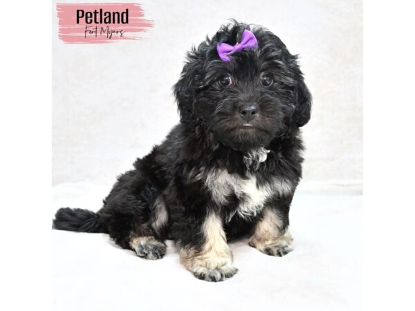 Lhasa Poo--Female---Petland Fort Myers, Florida