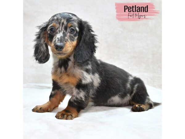 Dachshund--Female---Petland Fort Myers, Florida