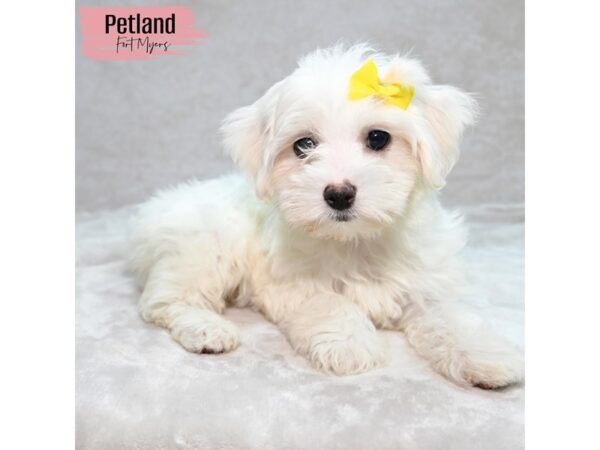 Coton De Tulear--Female---Petland Fort Myers, Florida