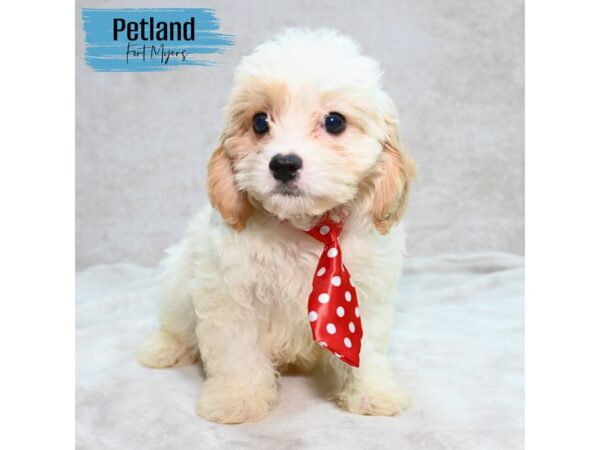 Cavachon--Male---Petland Fort Myers, Florida