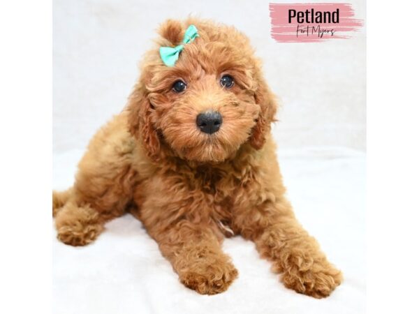 Miniature Goldendoodle 2nd Gen--Female---Petland Fort Myers, Florida