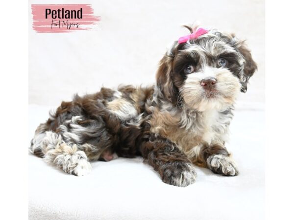 Cockapoo--Female---Petland Fort Myers, Florida