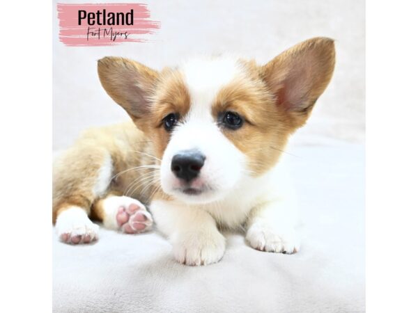 Pembroke Welsh Corgi--Female---Petland Fort Myers, Florida