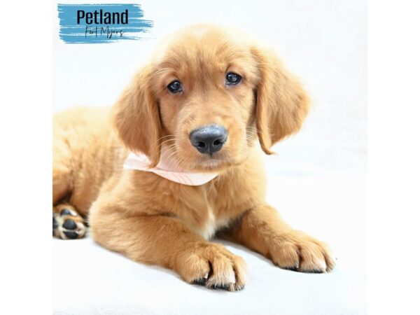 Golden Retriever--Male---Petland Fort Myers, Florida