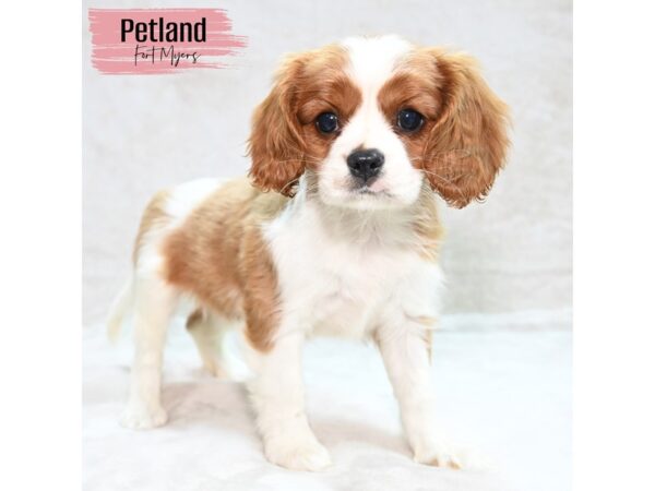 Cavalier King Charles Spaniel--Female---Petland Fort Myers, Florida