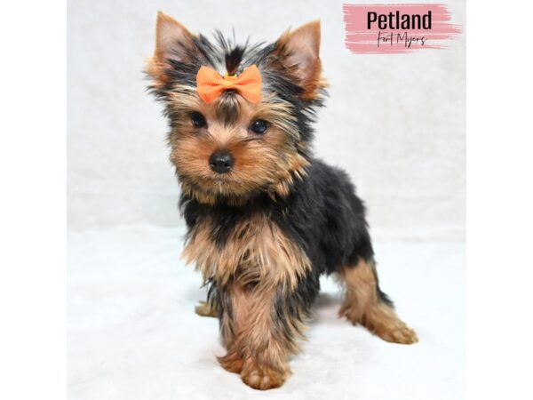 Yorkshire Terrier--Female---Petland Fort Myers, Florida