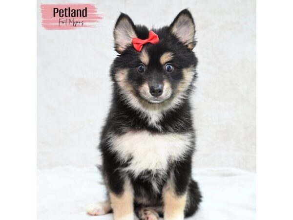 Pomsky--Female---Petland Fort Myers, Florida