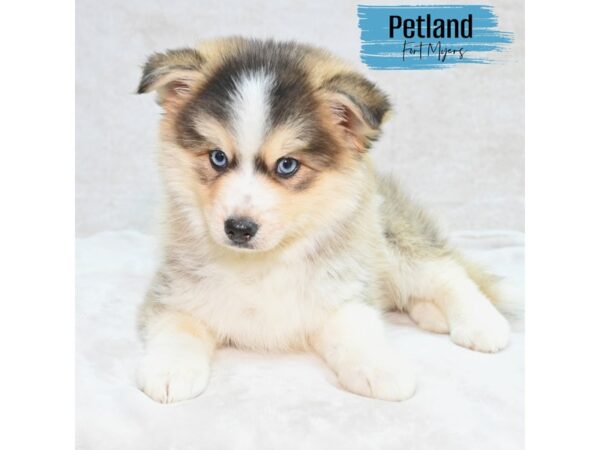 Pomsky--Male---Petland Fort Myers, Florida