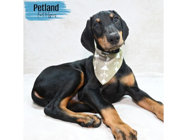 Doberman Pinscher--Male---Petland Fort Myers, Florida
