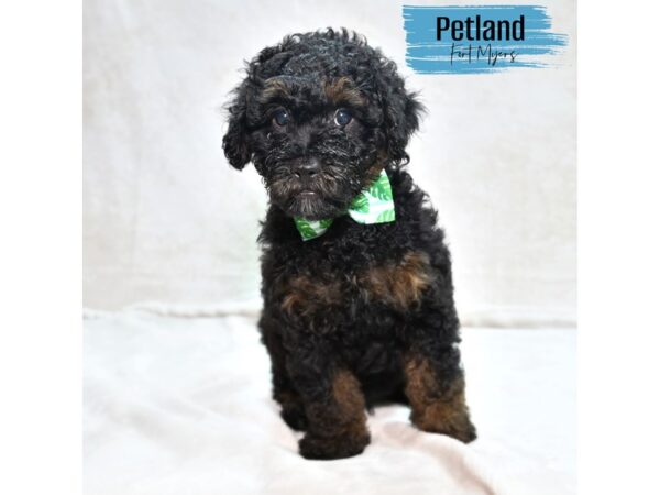 Miniature Poodle--Male---Petland Fort Myers, Florida