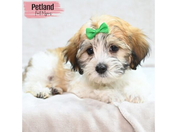 Havanese--Female---Petland Fort Myers, Florida