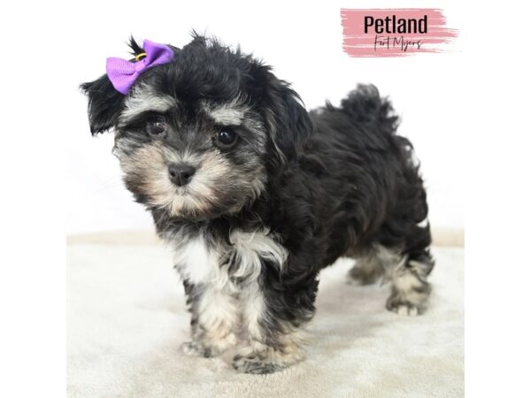 Havanese--Female---Petland Fort Myers, Florida