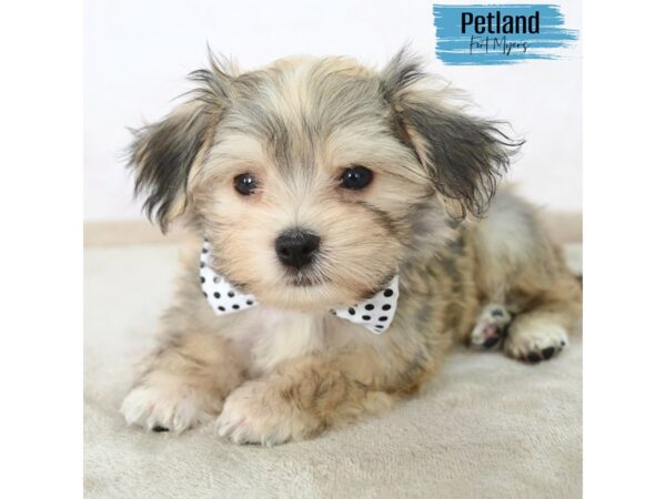 Havanese--Male---Petland Fort Myers, Florida