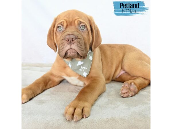 Dogue De Bordeaux--Male---Petland Fort Myers, Florida