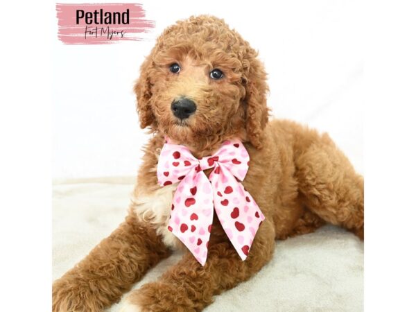 Standard Poodle--Female---Petland Fort Myers, Florida
