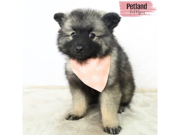 Keeshond--Female---Petland Fort Myers, Florida