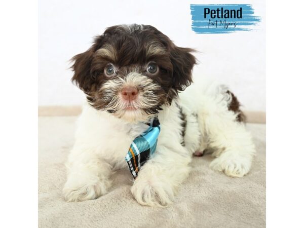 Havanese--Male---Petland Fort Myers, Florida