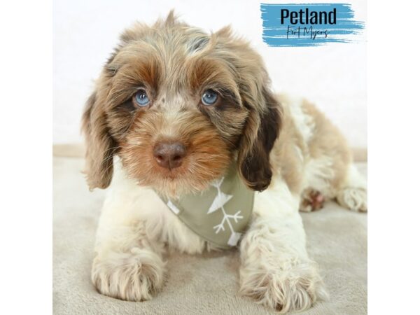 Cavapoo F1--Male---Petland Fort Myers, Florida