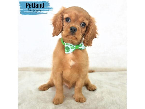 Cavalier King Charles Spaniel--Male---Petland Fort Myers, Florida