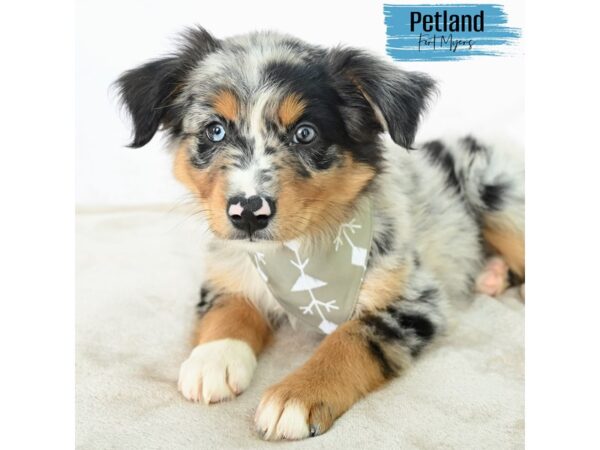 Australian Shepherd--Male---Petland Fort Myers, Florida