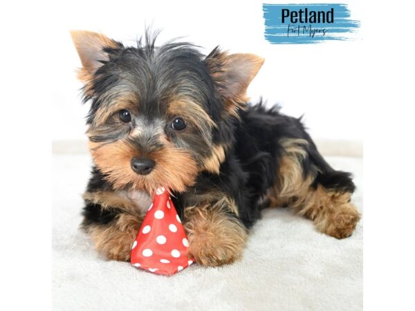Yorkshire Terrier--Male---Petland Fort Myers, Florida