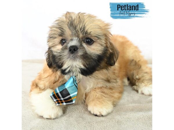 Shih Tzu--Male---Petland Fort Myers, Florida