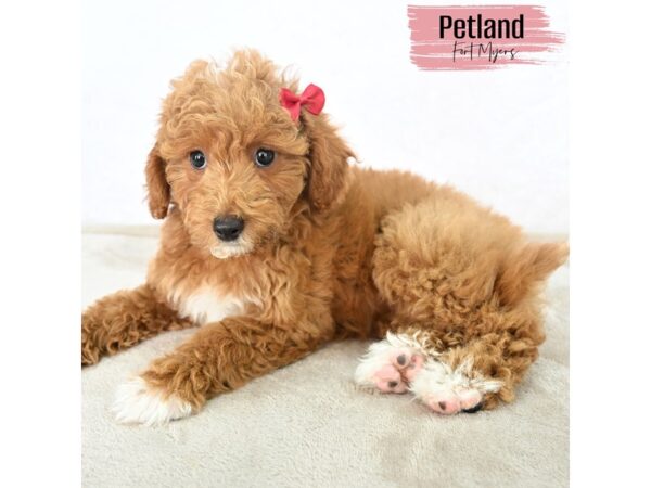 Goldendoodle 2nd Gen--Female---Petland Fort Myers, Florida